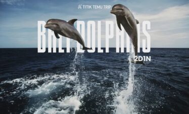 North Bali Dolphin & Waterfall Discovery (2D1N)